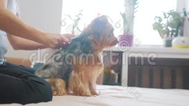 女人在刷牙。 狗<strong>搞笑视频</strong>。 女孩梳一点毛茸茸的生活方式狗宠物护理。 使用梳子的女人